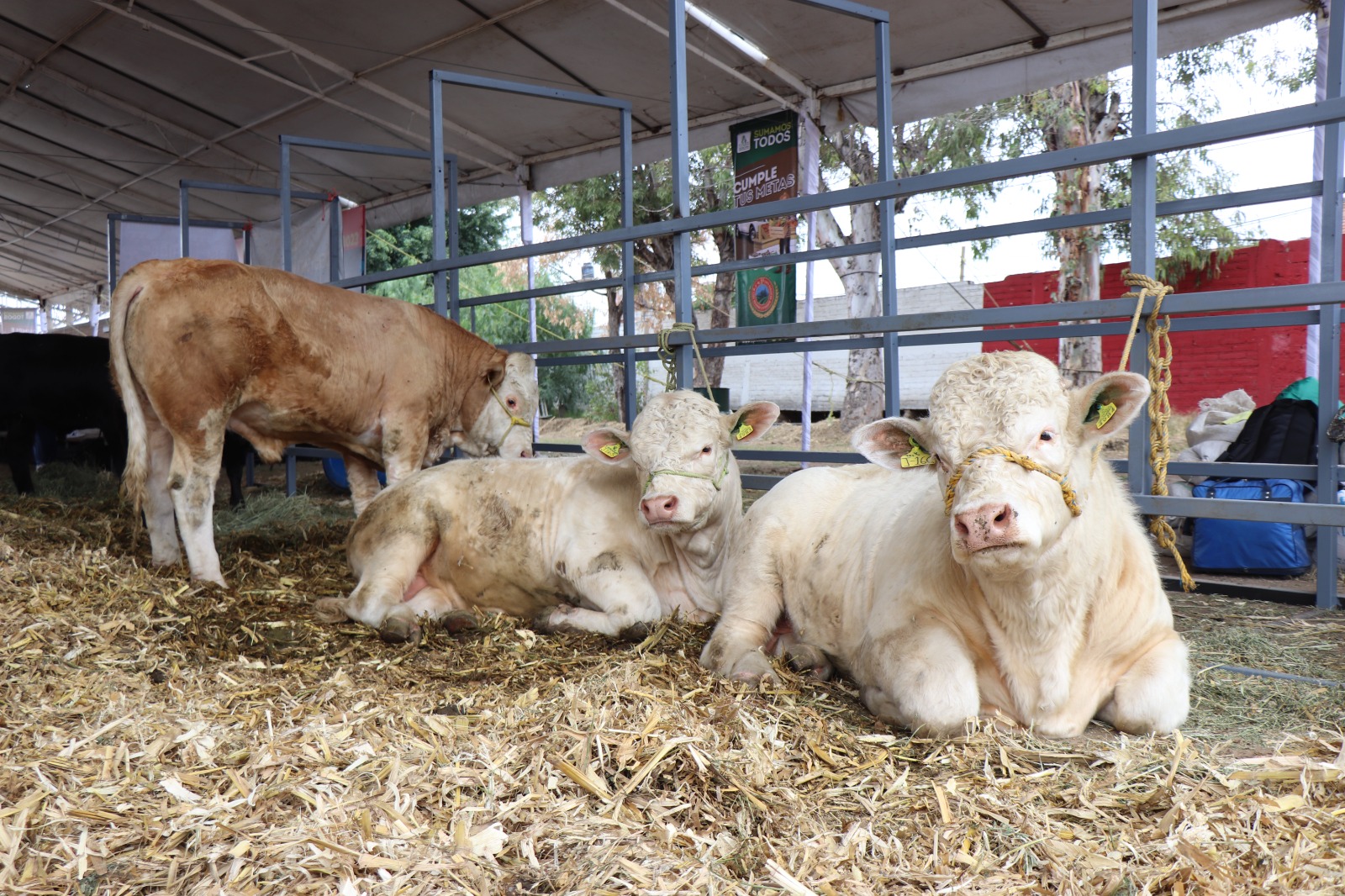 Clausuran la 5ta. Expo ganadera, agrícola y agavera ROMITA 2023.